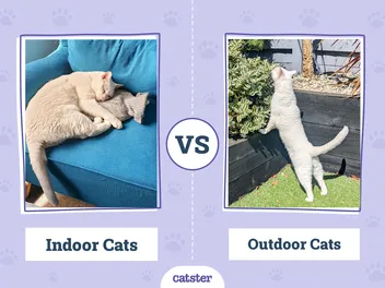 Indoor vs Outdoor Cats: Which Is Better? Dr Karyn's Opinion