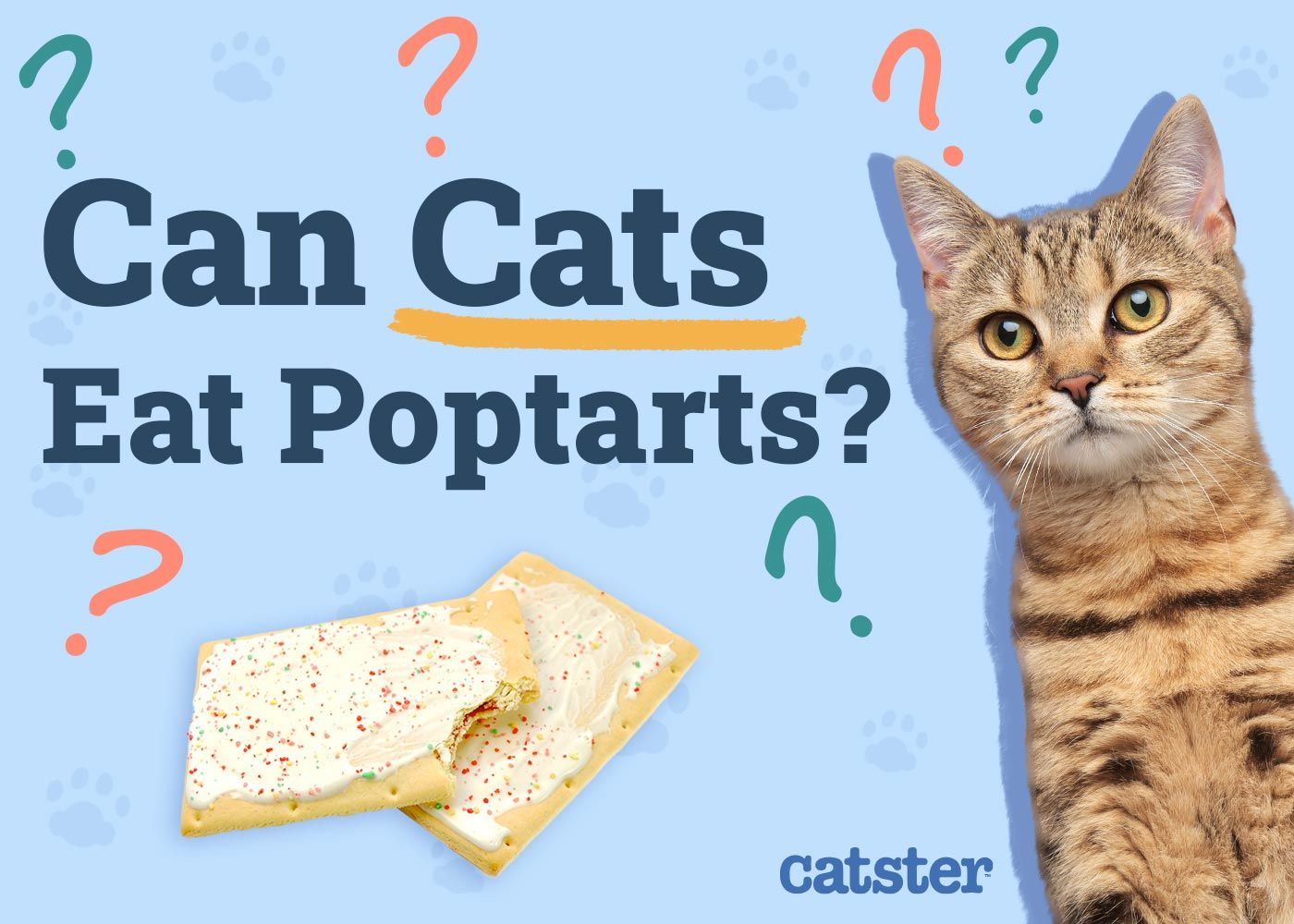 Can Cats Eat PopTarts