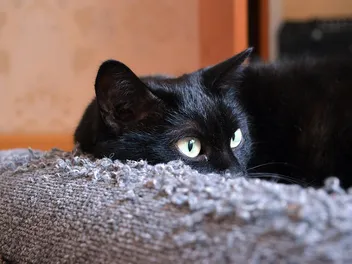 8 Best No Scratch Sprays for Cats in 2026 – Reviews & Top Picks