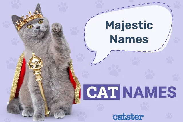 300 Majestic Cat Names: Great Ideas for Your Elegant Cat