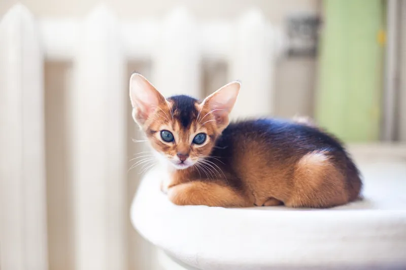 abyssinian kitten