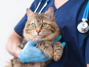 Mobile Vet Clinics & Care: Our Vet Discusses Pros, Cons & FAQ