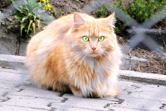 Doll Face Persian Cat: Breed Info, Pictures, Temperament & Traits