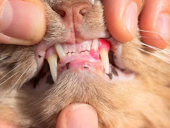 Tooth Resorption in Cats: Signs, Causes & Treatment (Vet Answer)