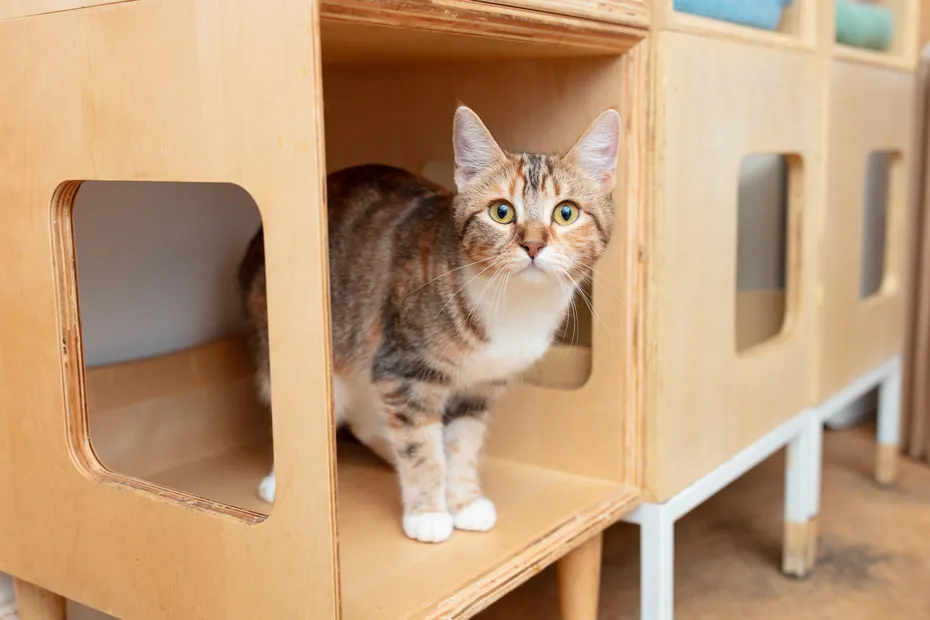 KitTea Cat Café_ Inside the Cozy Cat Rescue Changing Lives in San Francisco 3