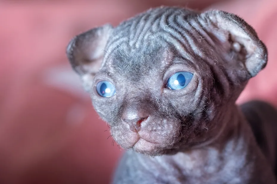 Dark sphynx newborn kitten head and cute