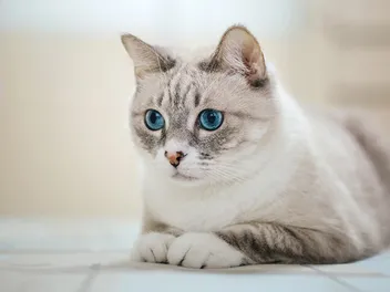 American Wirehair Cat Breed: Info, Pictures, Temperament & More