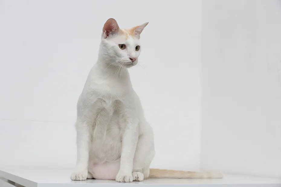 white cat with primordial pouch sitting on the table