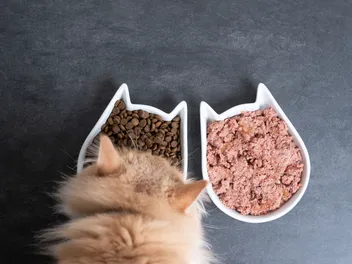 8 Types of Cat Food: Vet-Reviewed Nutrition Facts & Advice