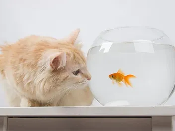Pisces Cats: February & March Zodiac Personality Explained