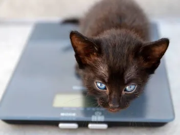 How to Weigh Your Cat: 5 Vet-Approved Steps