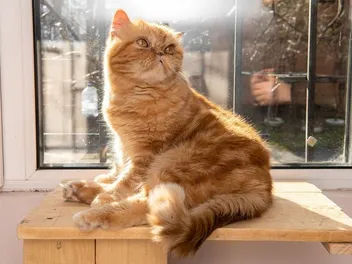 Persian Kittens for Sale in Colorado Breeders List 2026