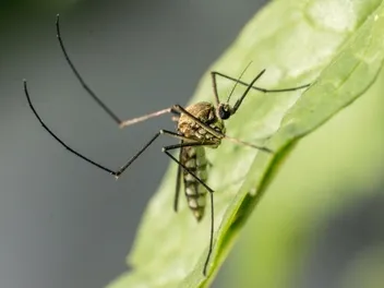 Can Cats Get Bitten by Mosquitos? Vet-Reviewed Risks & Preventions
