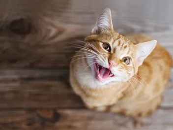 Do Female Cats Have Periods? Heat Cycle Explained (Vet Answer)