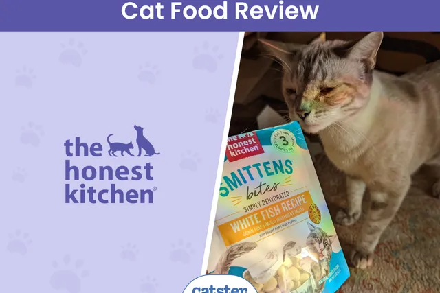 The Honest Kitchen Cat Food Review in 2026: Pros, Cons, Final Verdict