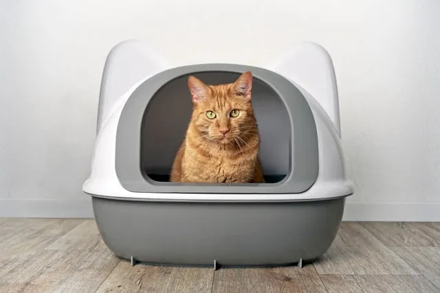 How Long Will My Cat Have Diarrhea Once They’ve Been Dewormed? Vet Reviewed Facts