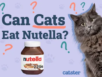 Can Cats Eat Nutella? Vet-Reviewed Health Risks & Safe Alternatives