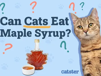 Can Cats Eat Maple Syrup? Vet-Verified Nutrition Facts & Risks