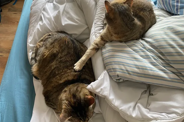 I’ll Scratch Your Back if You Scratch Mine: Itchy Cats