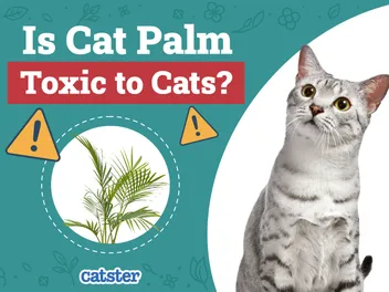Is Cat Palm Toxic to Cats? Vet-Approved Facts & FAQ
