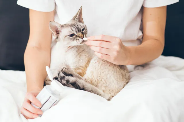 Baytril (Enrofloxacin) for Cats: Our Vet Explains Uses, Doses, & Side Effects
