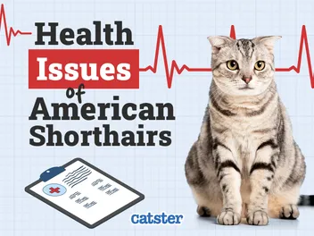 American Shorthair Cat Health Problems: 10 Common Issues