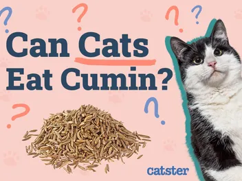Can Cats Eat Cumin? Vet-Reviewed Facts & FAQ