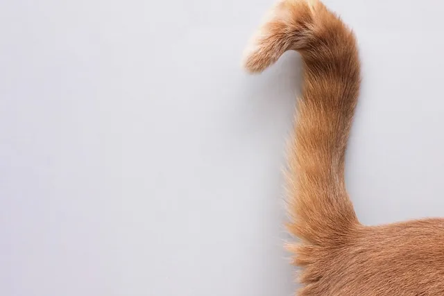 My Cat Has a Limp Tail, What's Wrong? 5 Vet-Reviewed Possible Issues