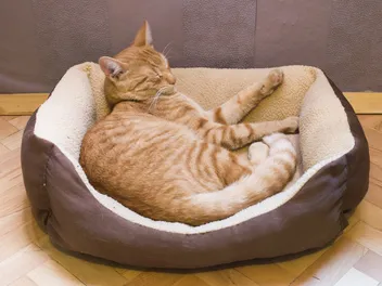 10 Typical Types of Cat Beds (With Pictures)