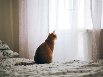 What Do Cats Do When They Are Alone? 6 Vet-Approved Tips on Making It Fun for Them