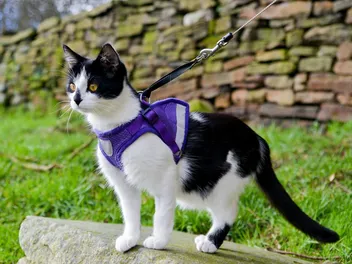 Can My Cat Wear a Harness All the Time? 4 Vet-Reviewed Risks & Safety Tips!