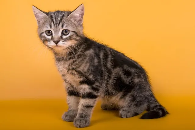 7-12-Month Old Kitten: What to Expect (Vet-Verified Guide)