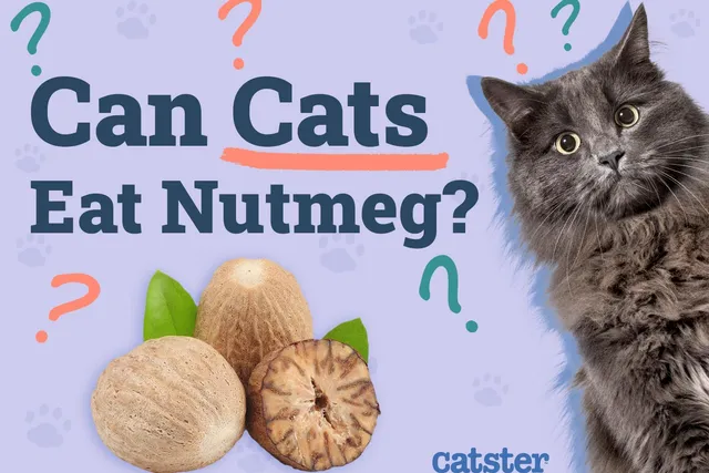 Can Cats Eat Nutmeg? Vet-Reviewed Facts & FAQ