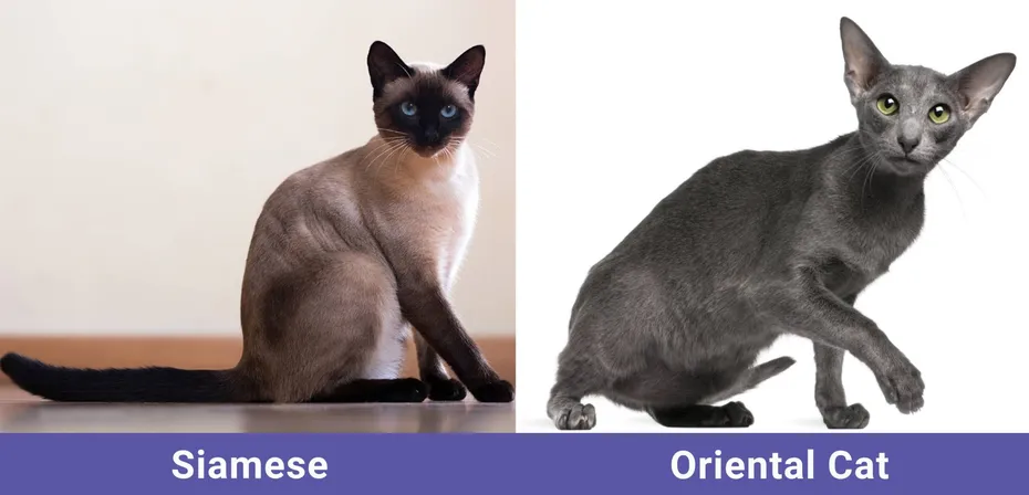 side by side Siamese VS Oriental