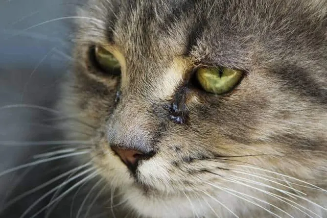 Can Cats Produce Tears? Vet Approved Facts
