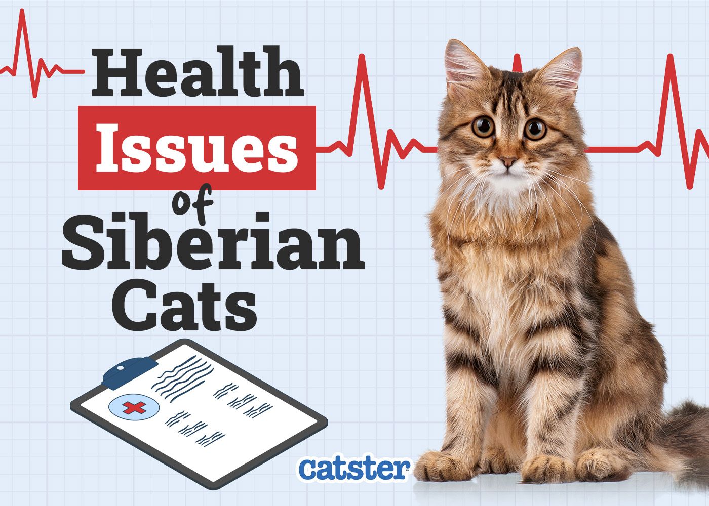 Catster_Health Problems of Siberian Cat