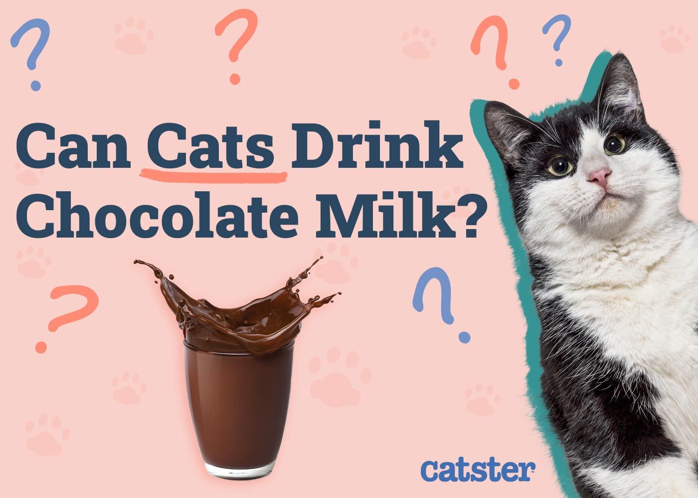 Can Cats Drink Chocolate Milk