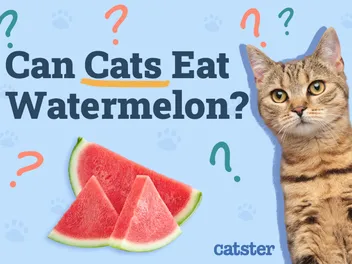 Can Cats Eat Watermelon? Vet Approved Nutrition Facts & FAQ