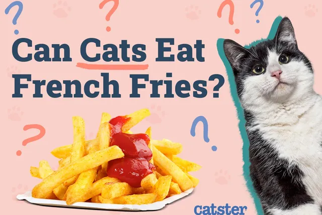 Can Cats Eat French Fries? Vet-Verified Nutritional Facts & Health Concerns