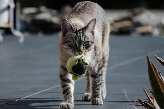 How to Teach a Cat to Fetch: 8 Vet-Reviewed Steps