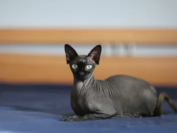 Are Sphynx Cats Hypoallergenic? Breed Facts & Allergy Tips
