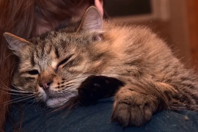 How to Comfort a Sick Cat: 12 Vet Approved Tips