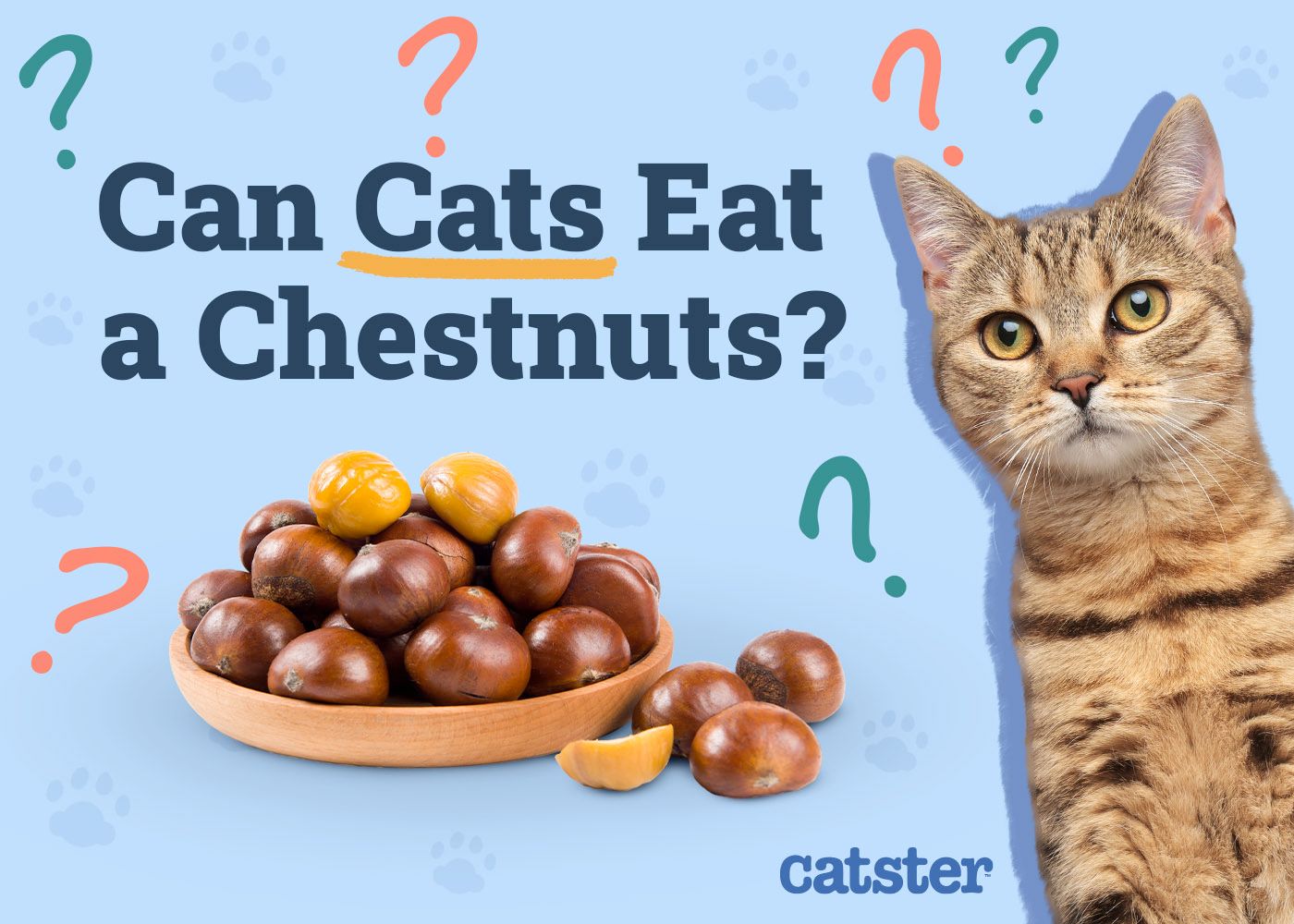 Catster_Can Cats Eat Chestnuts_v1_Dec 4 2024