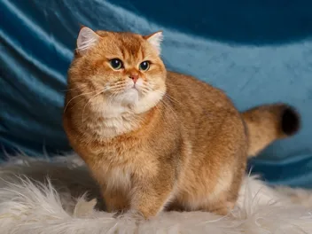 12 Most Popular Cat Breeds in the UK in 2026 (With Info & Pictures)