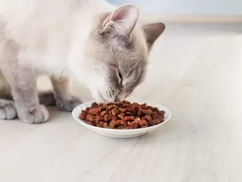 9 Best Grocery Store Cat Foods in 2026 - Reviews & Top Picks