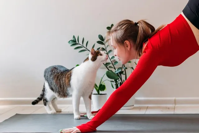 Do Cats Recognize Their Owners? Vet-Verified Facts & FAQ