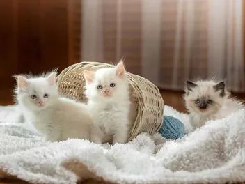 Ragdoll Kittens for Sale in Pennsylvania: Breeders List 2026