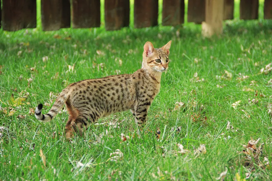 Savannah,Cat.,Beautiful,Spotted,And,Striped,Gold,Colored,Serval,Savannah