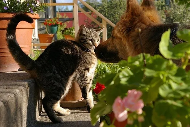 Why Does My Cat Swat the Dog? 6 Vet-Reviewed Reasons & How to Stop Them