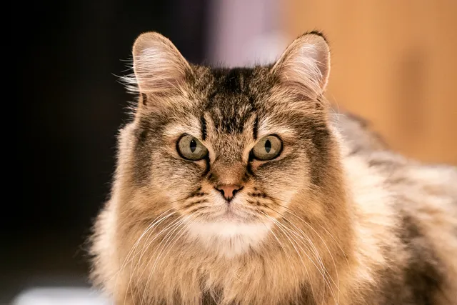 Burmilla Longhair: Info, Pictures, Origin & More